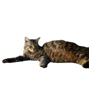A Fluffy Tabby Cat Lounging Comfortably In The Shade Under A Vehicle On A Bed Of Gravel. 14459 - Cat PNG image with transparent background